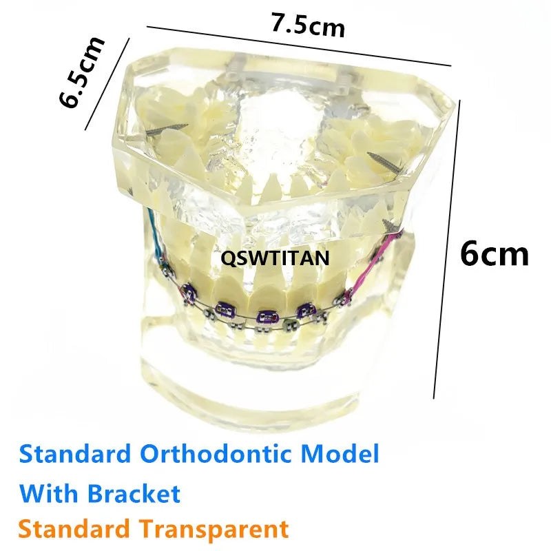 Teaching Dental Models