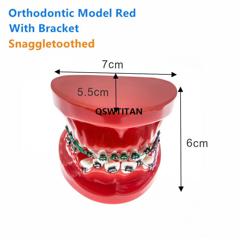 Teaching Dental Models