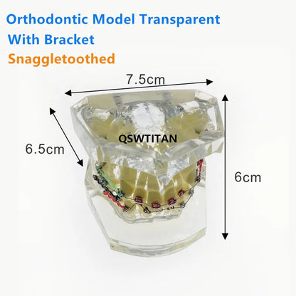 Teaching Dental Models