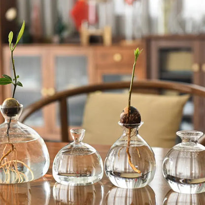 Transparent Glass Vase Avocado Seed Starters Vase